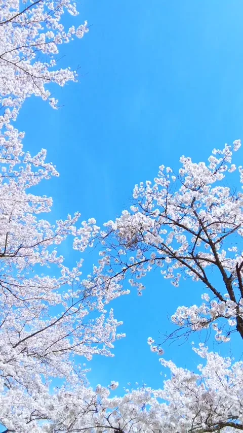 POV shot of Sakura in full bloom in Japan with blue sky. Cherry blossoms Stock Footage 305129013