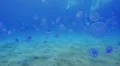 POV shot of a Scuba diver swimming through a swarm of Jellyfish. HD Footage