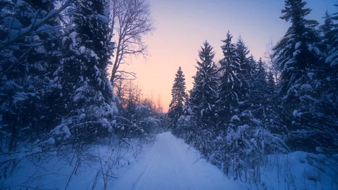 POV shot slowly forward moving on path in winter forest surrounded by tall fir 動画素材 101461891