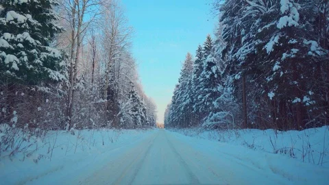 POV shot slowly forward moving on path in winter forest surrounded by tall fir Stock Footage 101462160