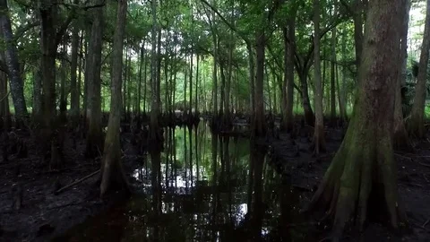 POV shot traveling through a dark cypress swamp. Stock Footage