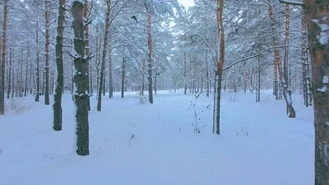 POV shot walking flying through a winter forest path among snowdrifts and tall Stock Footage 73719508