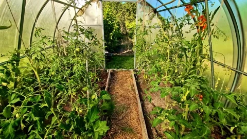 POV shot of walking in a nursery with different types of plants at Dobele Stock Footage 333676271