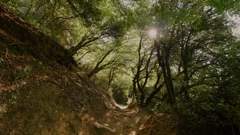 POV shot walking in thicket forest on small path between tall green trees yellow Video stock 107797961
