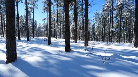 POV shot - walking through deep snow in the woods Stock Footage 71884388