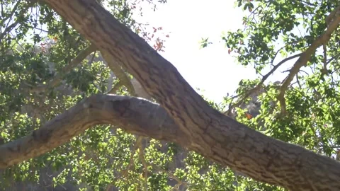 POV Shot of Walking Through Trees on a Mountain Stock Footage 217514708