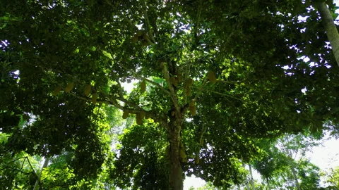 POV shot walking under a JACA fruit tree, sunny day in Sao Tome and Stock Footage 281348296