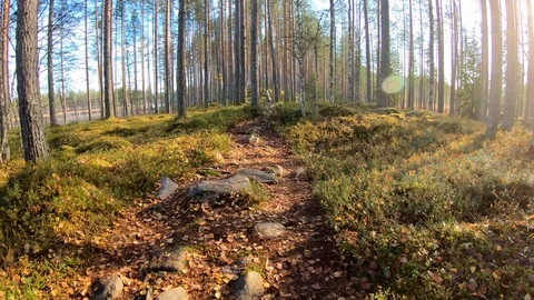 POV shot of walking on winding path in ridge forest Stock Footage 96592750