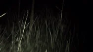 Pov Shot Walking/Running Through Dark Spooky Forest At Night Stock Footage