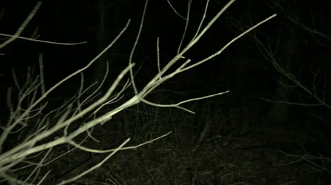 POV shot walking/running through dark spooky forest at night Stock Footage 37907699