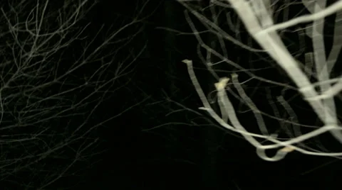 POV shot walking/running through dark spooky forest at night Video stock 37907968