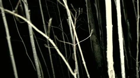 POV shot walking/running through dark spooky forest at night Video stock 37908658