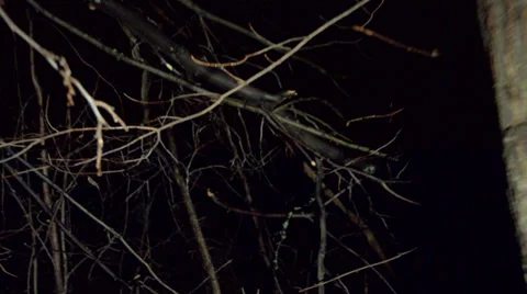 POV shot walking/running through dark spooky forest at night Video stock 37909089