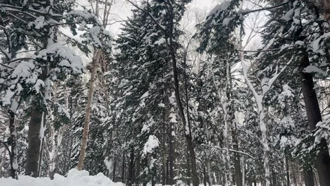 POV shot while walking on a narrow path covered with white snow surrounded by Stock Footage 263280602
