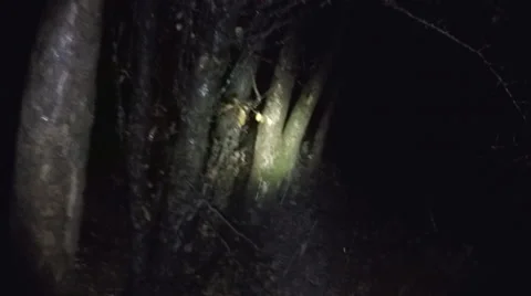 POV shot as you walk through a spooky scary rain forest at night. Stock Footage