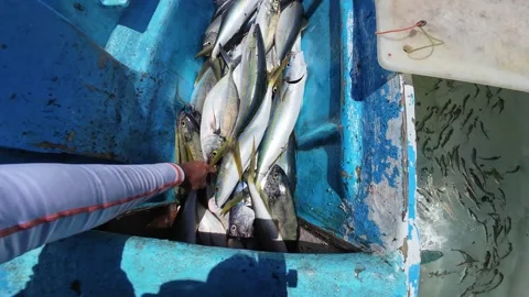 POV Showing Fresh Catch Aboard Caribbean Fishing Boat with Rainbow Runner and 库存影片 341389162