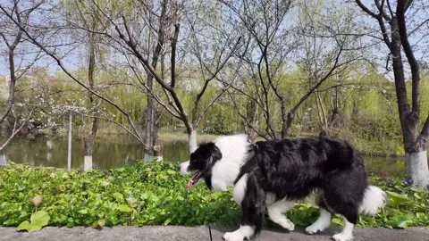 POV Side-Profile Slow-Motion of a Content Border Collie Running in a Park Video stock 331509903