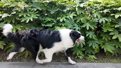 POV Side-Profile Slow-Motion of a Content Border Collie Running in a Park Video stock 331511652