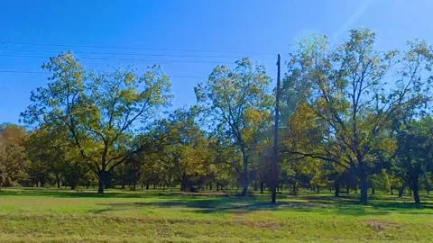 POV side view of a Pecan Tree Orchard Farm in the south Stock-Footage 143441740
