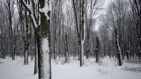 Pov Side View of Walking by Snow-Covered Parck Forest Walkway. Gimbal Stock Footage 71440666