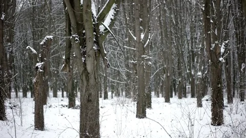 Pov Side View of Walking by Snow-Covered Parck Forest Walkway. Gimbal Vídeo Stock 73669536