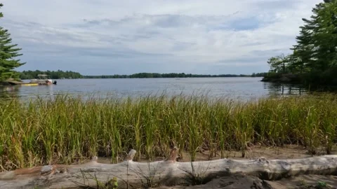 POV sitting down on the beach next to a lake with reeds and a dry log Stock Footage 212758438