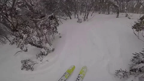 POV Skiing Through Trees on a Powder Day Video stock 79946584