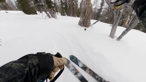 POV Skiing in trees Vídeos de archivo 146417040