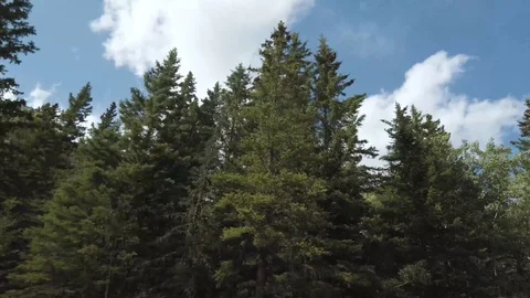 POV to sky from inside moving car through trees under clear blue sky Stock-Footage 119316937