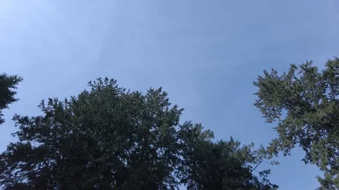 POV up to sky under trees- walking under tree in stanley park,Vancouver Stock Footage 119317496