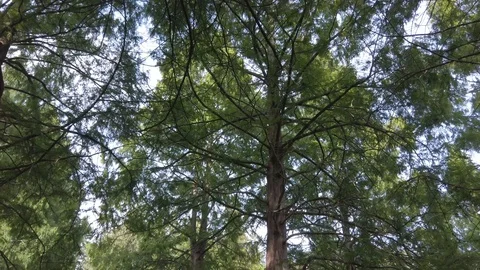 POV up to sky under trees- walking under tree in stanley park,Vancouver Stock Footage 119317583