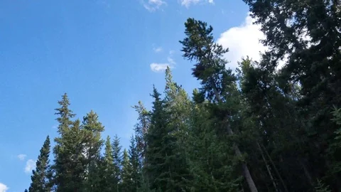 POV up to sky while car driving  with pine tree and clear blue sky Stock-Footage 121399931