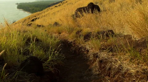 POV Slow Motion Hiking Down Trail Stock Footage 59021103