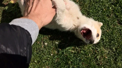 POV slow motion playing scene with little puppy close-up Stock Footage 75832486