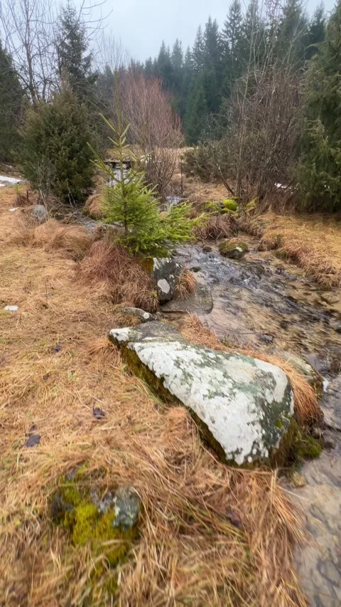 POV slow motion walking along a crystal clear mountain stream in forest Stock Footage 329068362