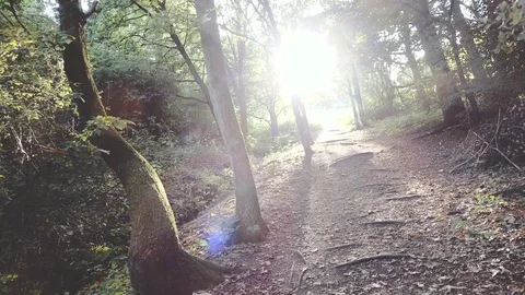 Pov slow Movement Through Forest with rays of light Stock Footage 79501125