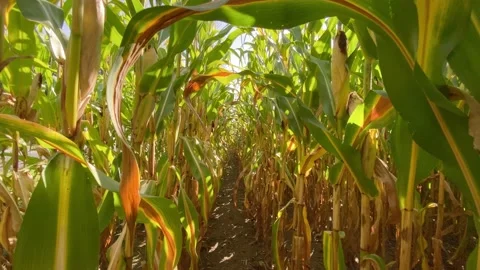 POV (Slow) Through Cornfield Mid-Day Stock Footage 138874914