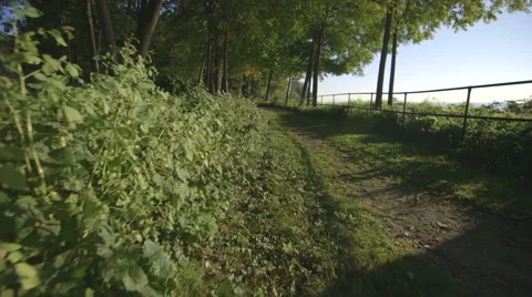POV Slow Walking on Dirt Path in Forest Stock Footage 42906785
