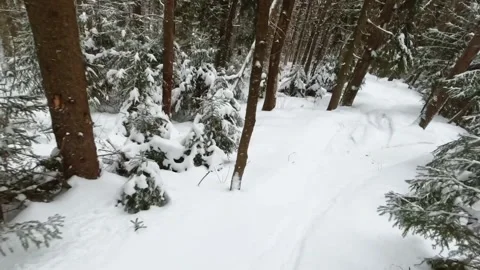 POV a snowboarder goes down a narrow track in the forest between the trees Stock Footage 262573659