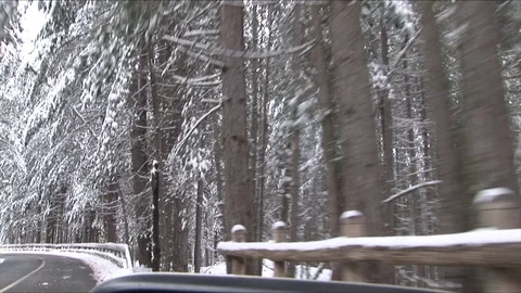 POV of the snowy forest Stock Footage 75994227