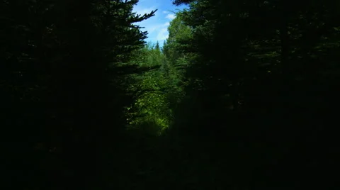 POV of Someone or Something Walking in the boreal forest Stock-Footage 56018867