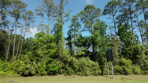 POV of spring forest filmed from a moving car, showing colorful foliage Vídeos de archivo 326089324