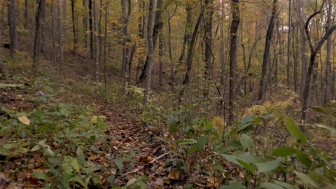 POV stabilized shot of the camera moving through the woods on a hiking trail Stock Footage 110903775