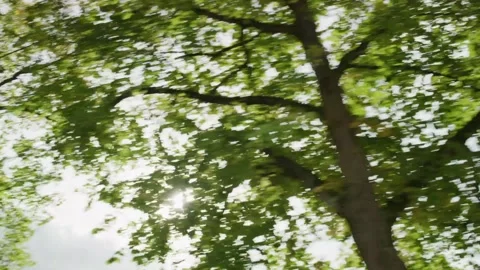 PoV of the sun behind the trees while driving Stock Footage 226974079
