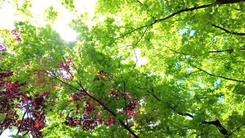 POV of the sun shining through young green leaves of Japanese maple trees. 4K Stock Footage 221735247