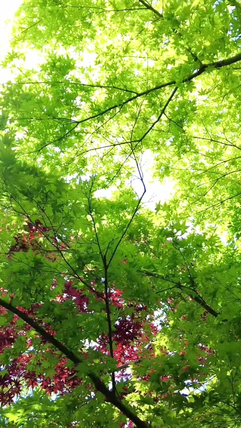 POV of the sun shining through young green leaves of Japanese maple trees. 4K Stock Footage 341996818