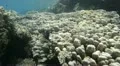 POV swimming over hard coral reef HD Footage