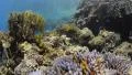 POV - Swimming over tropical coral reef - 25fps HD Footage