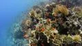 POV - Swimming over tropical coral reef - 25fps HD Footage