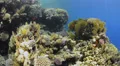 POV - Swimming over tropical coral reef - 25fps HD Footage